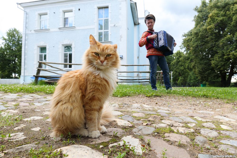 Котейка из города Гаврилов-Ям