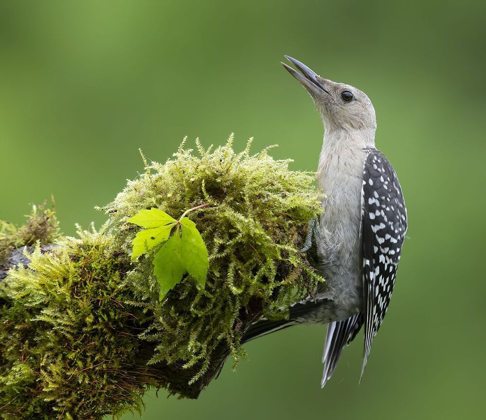 Молодые Дятлы. Каролинский меланерпес - Juvenile -Red-bellied Woodpecker