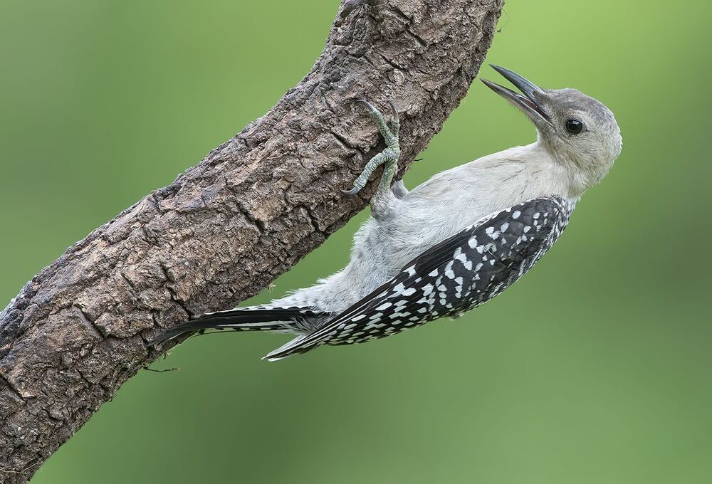 Молодые Дятлы. Каролинский меланерпес - Juvenile -Red-bellied Woodpecker