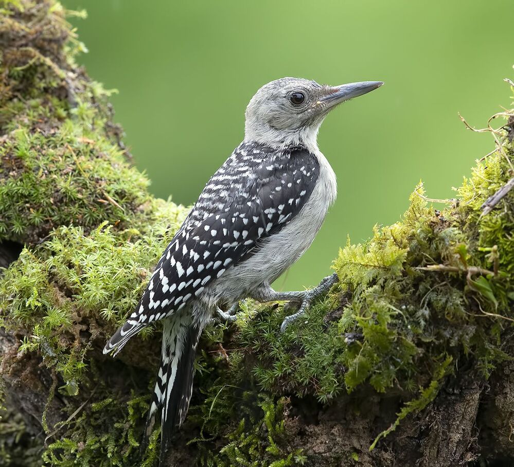 Молодые Дятлы. Каролинский меланерпес - Juvenile -Red-bellied Woodpecker
