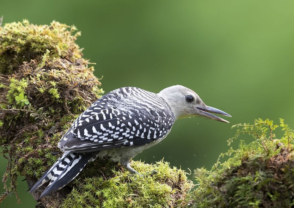 Молодые Дятлы. Каролинский меланерпес - Juvenile -Red-bellied Woodpecker