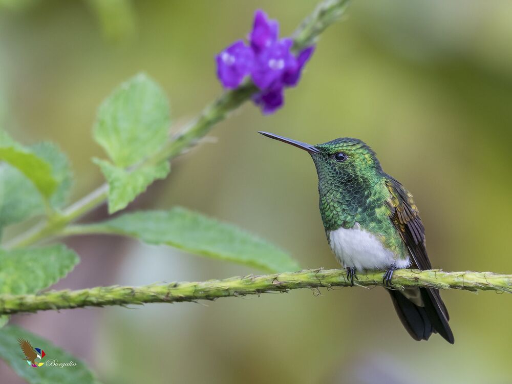 Snowy-bellied Hummingbird (Amazilia edward) Amazilia Vientriblanca (Gorri&oacute;n) R-END