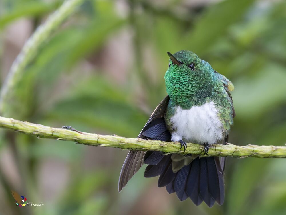 Snowy-bellied Hummingbird (Amazilia edward) Amazilia Vientriblanca (Gorri&oacute;n) R-END