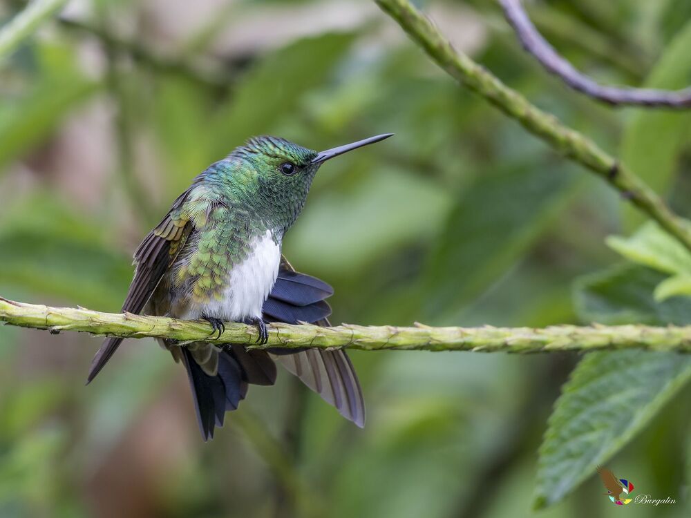 Snowy-bellied Hummingbird (Amazilia edward) Amazilia Vientriblanca (Gorri&oacute;n) R-END