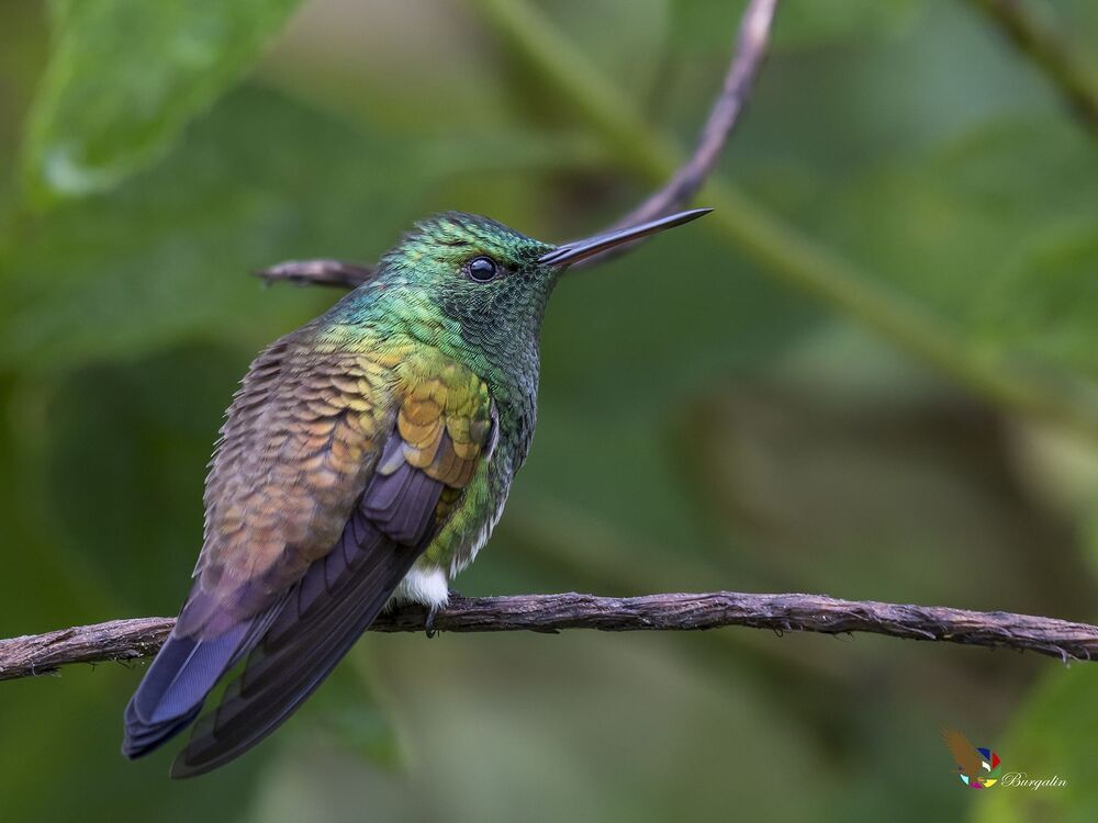 Snowy-bellied Hummingbird (Amazilia edward) Amazilia Vientriblanca (Gorri&oacute;n) R-END