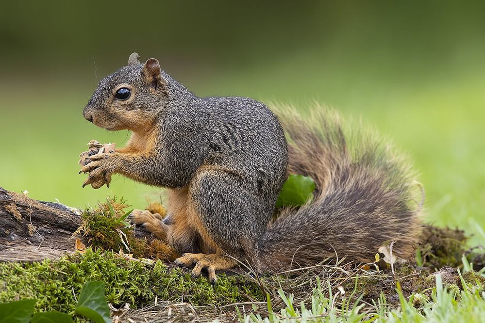 Лисья Белка -Fox Squirrel