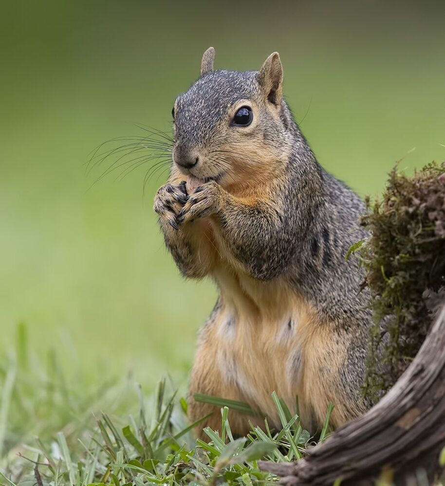 Лисья Белка -Fox Squirrel