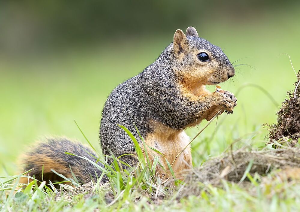 Лисья Белка -Fox Squirrel