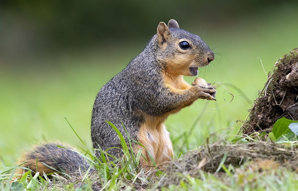 Лисья Белка -Fox Squirrel