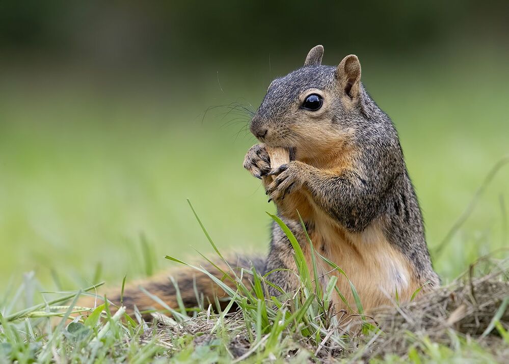 Лисья Белка -Fox Squirrel