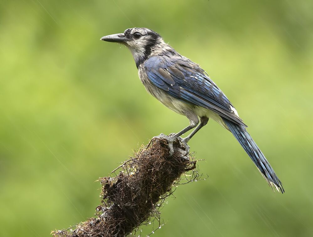 Blue Jay -Голубая сойка