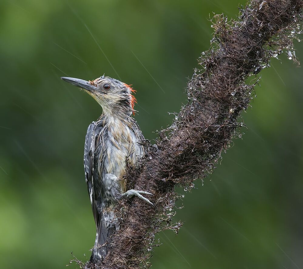 Каролинский меланерпес  - Red-bellied Woodpecker
