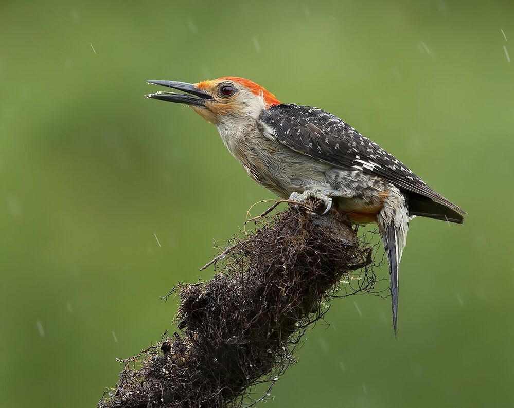 Птицы в дождь - Birds in the rain