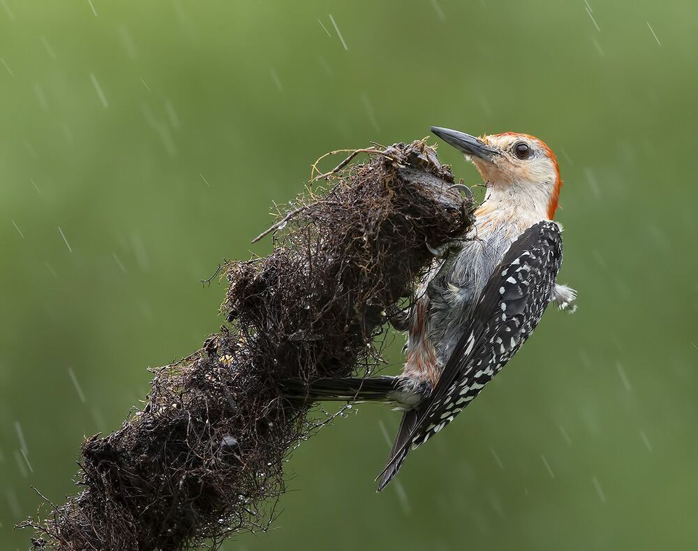 Птицы в дождь - Birds in the rain
