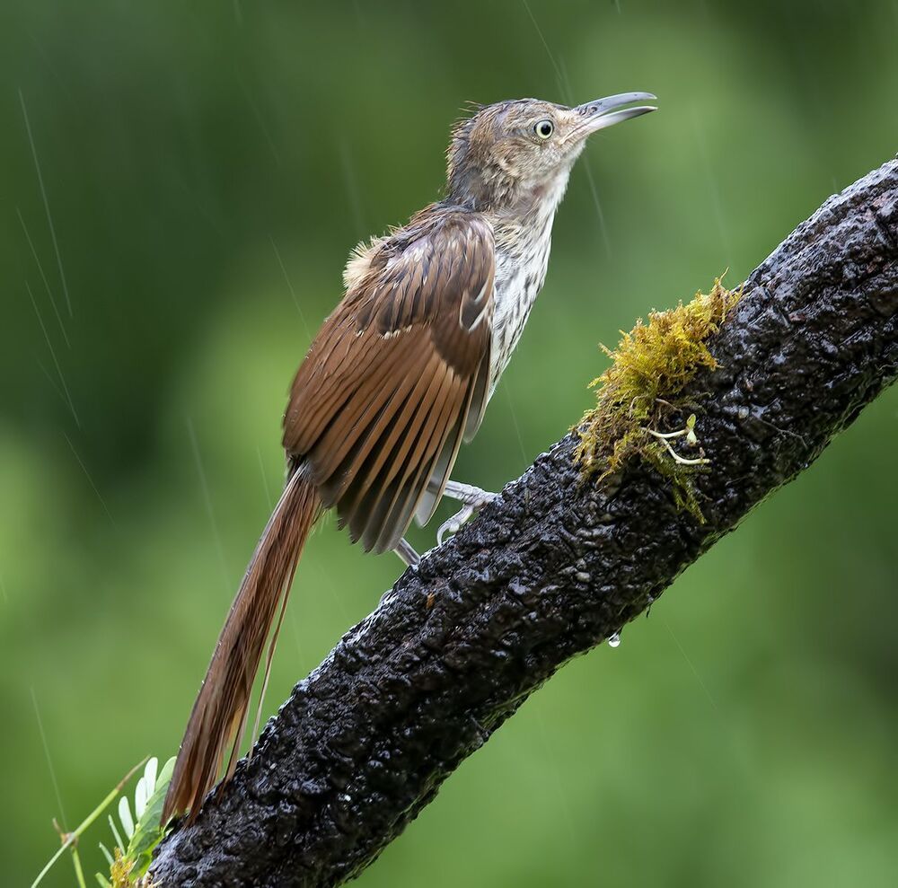 Коричневый пересмешник -Brown Thrasher
