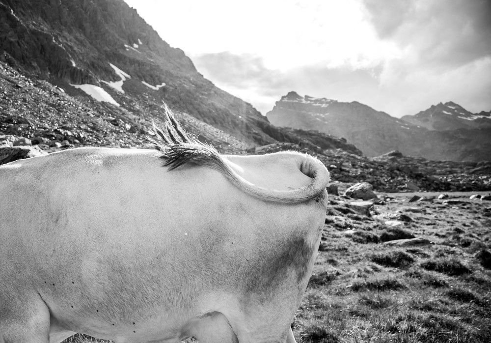 Where is born Italian cheese Bitto . 