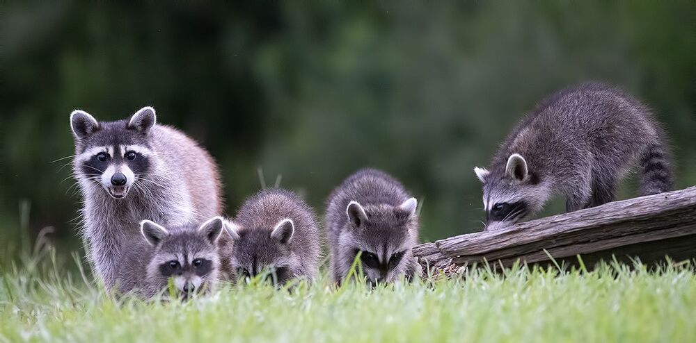 Raccoon Family - Семейство Енотов