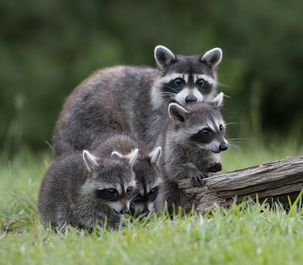 Raccoon Family - Семейство Енотов