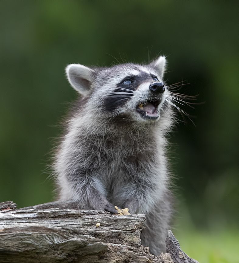 Raccoon Family - Семейство Енотов