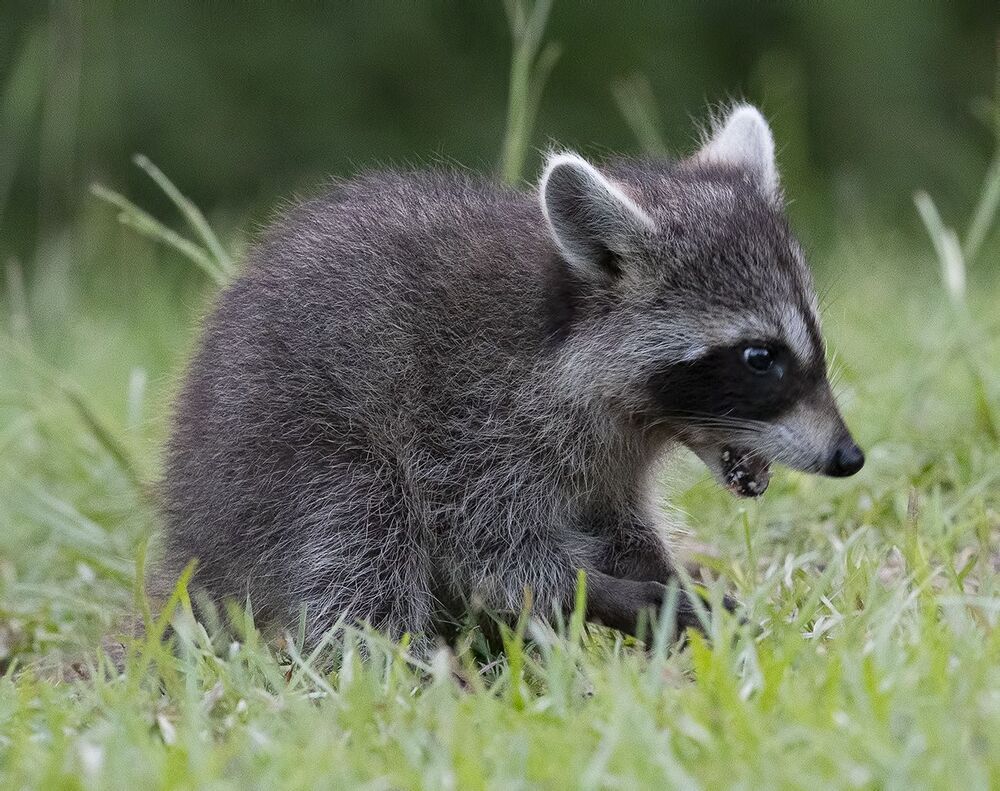 Raccoon Family - Семейство Енотов
