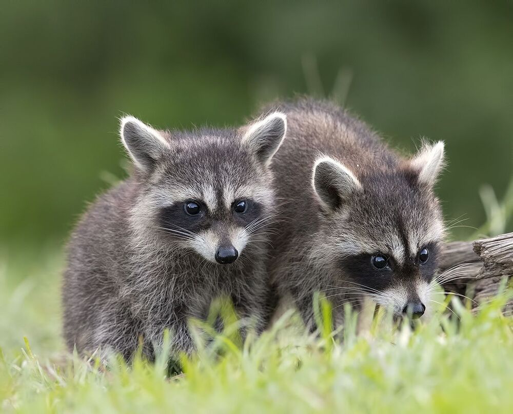 Raccoon Family - Семейство Енотов