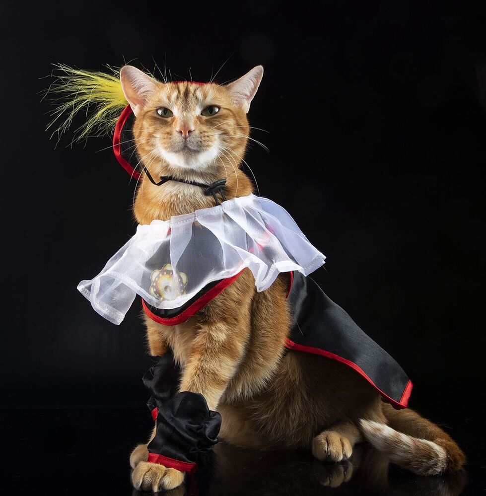 Рыжик - I'm Puss in Boots!