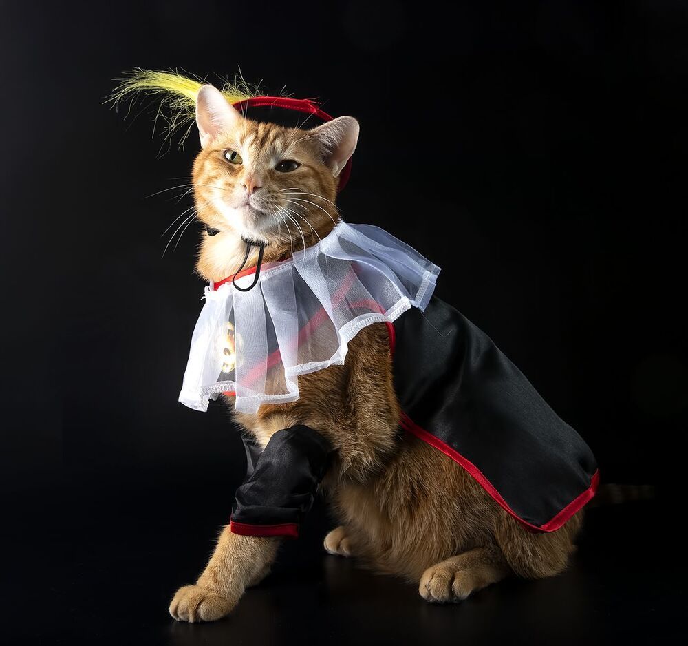 Рыжик - I'm Puss in Boots!