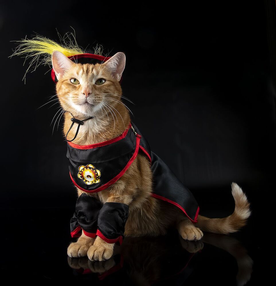 Рыжик - I'm Puss in Boots!