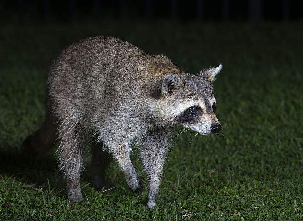 Мокрый Енот - Wet Raccoon