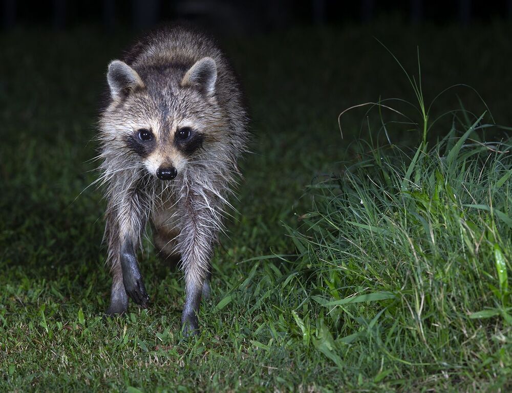 Мокрый Енот - Wet Raccoon