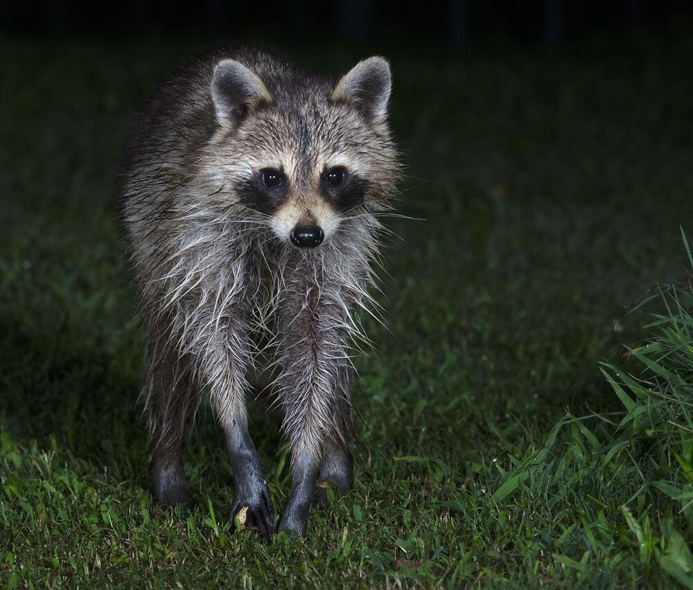 Мокрый Енот - Wet Raccoon
