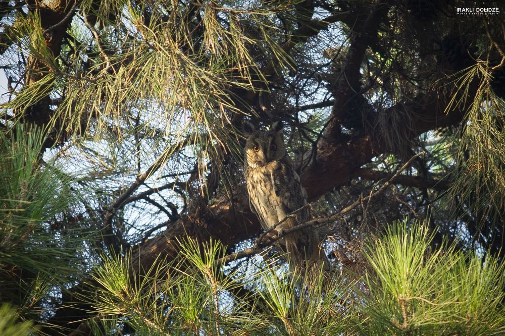The long-eared owl