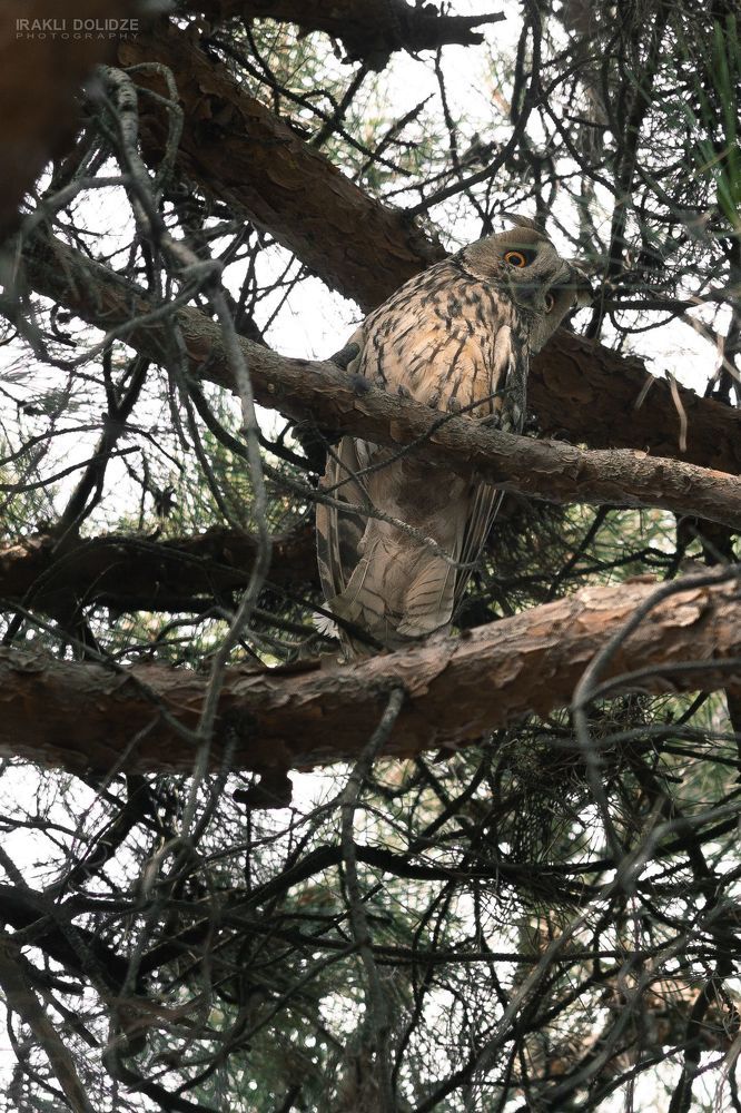 The long-eared owl
