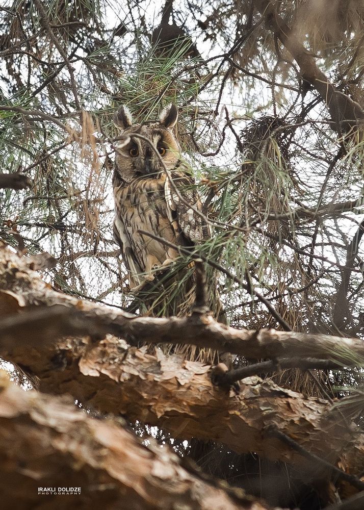 The long-eared owl