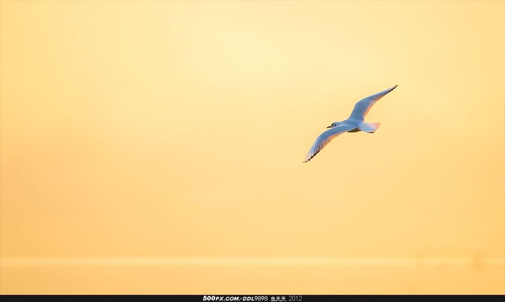 Qionghai Flying Gull