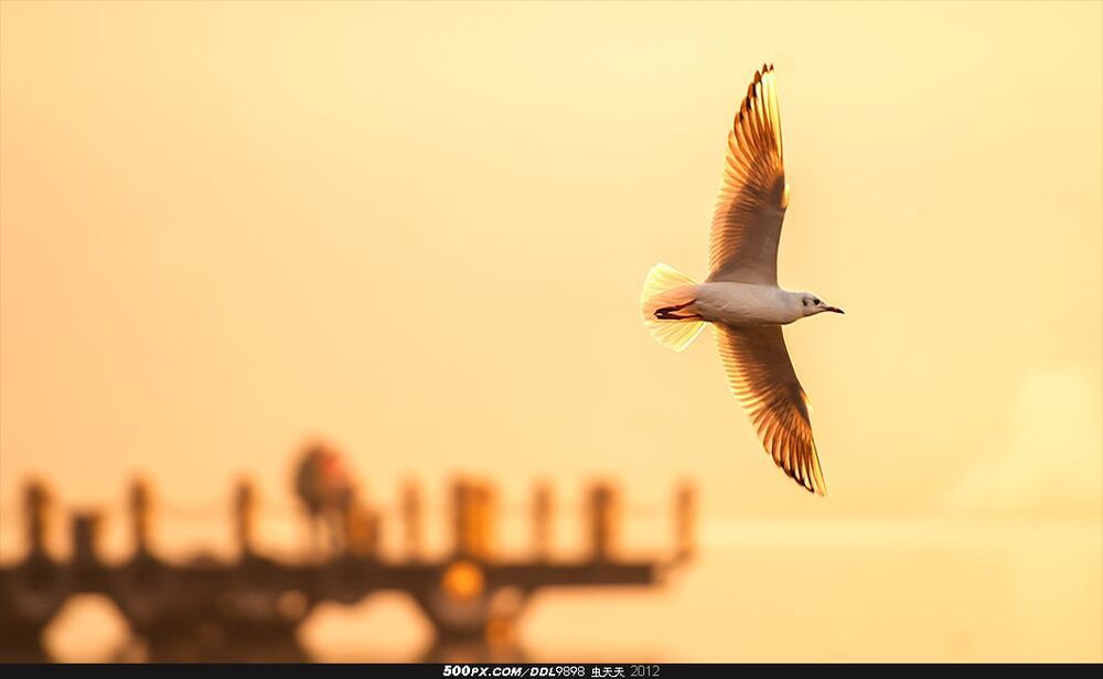 Qionghai Flying Gull