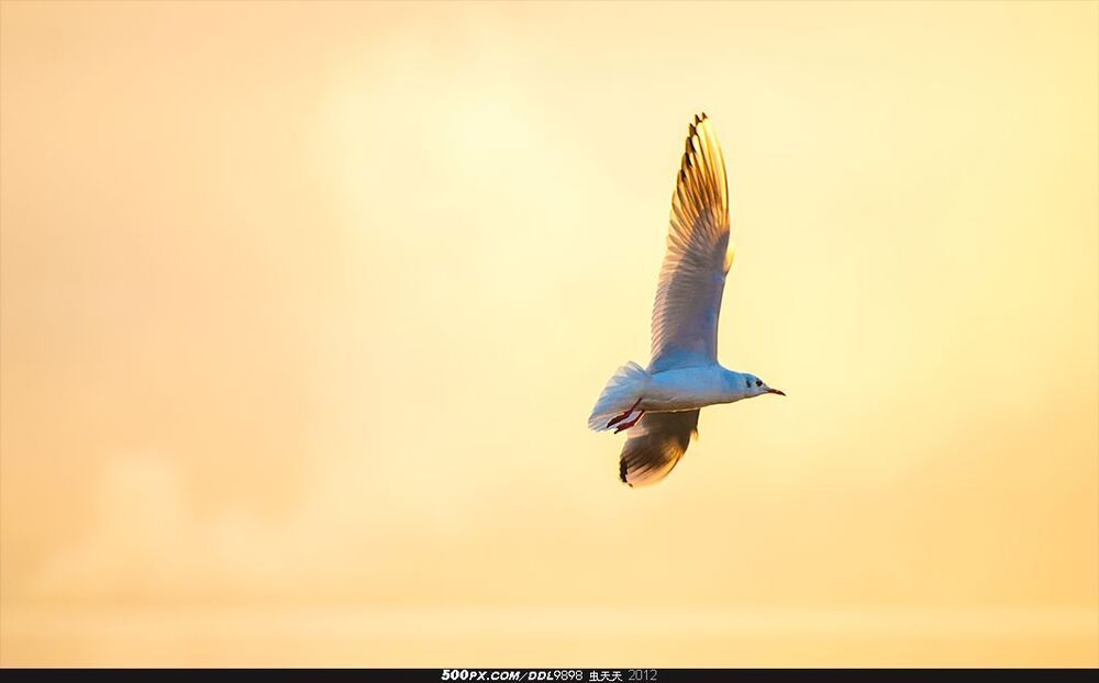Qionghai Flying Gull