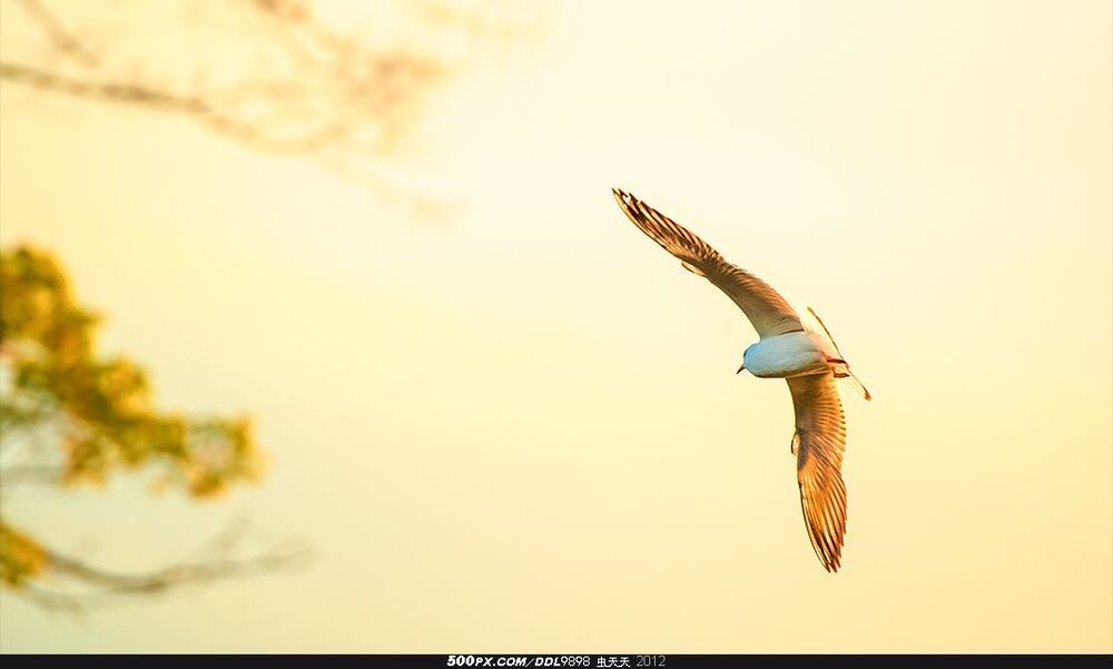 Qionghai Flying Gull