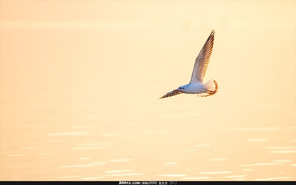 Qionghai Flying Gull