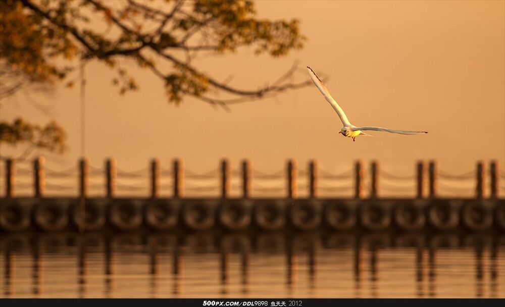 Qionghai Flying Gull