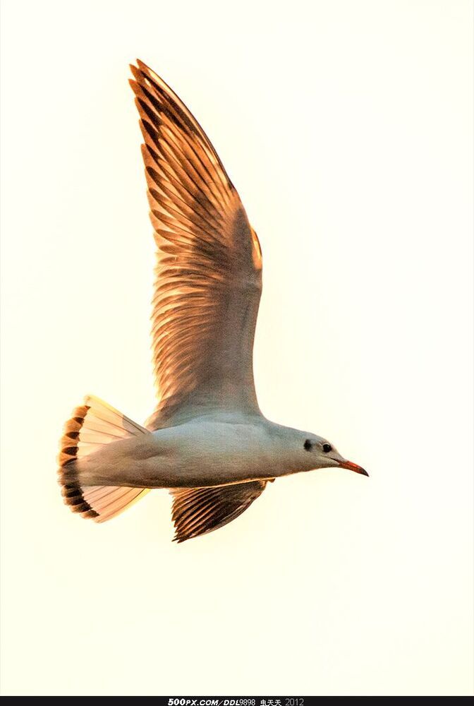 Qionghai Flying Gull