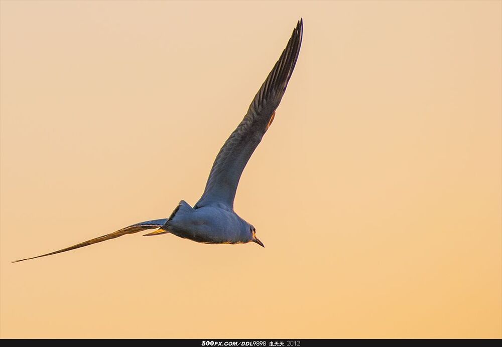 Qionghai Flying Gull
