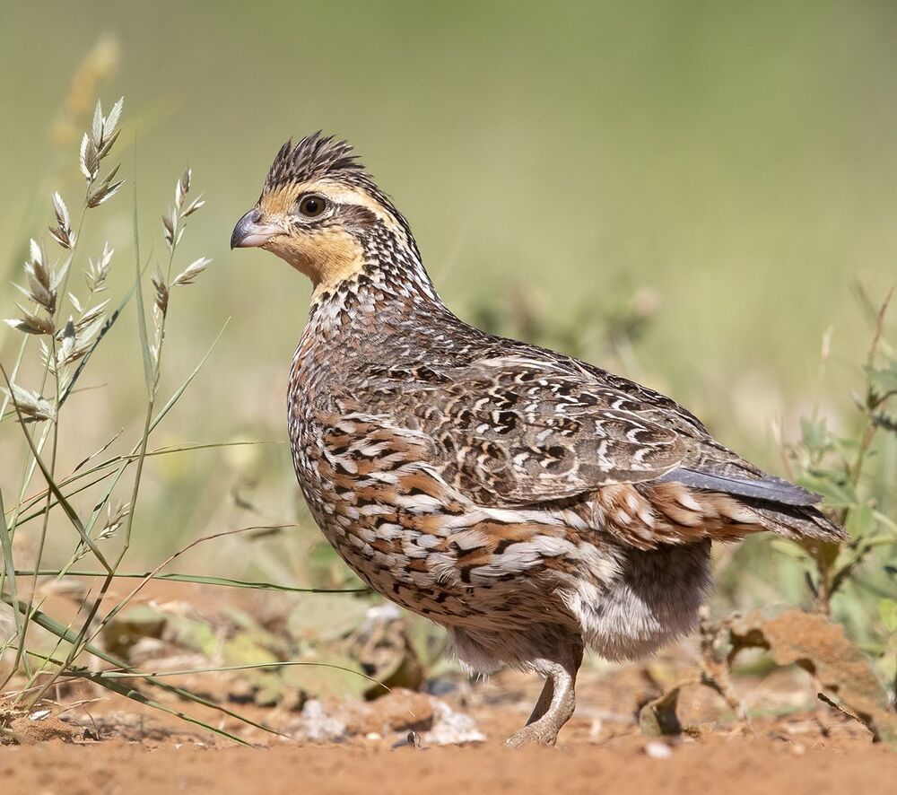 Northern Bobwhite - Виргинская американская куропатка