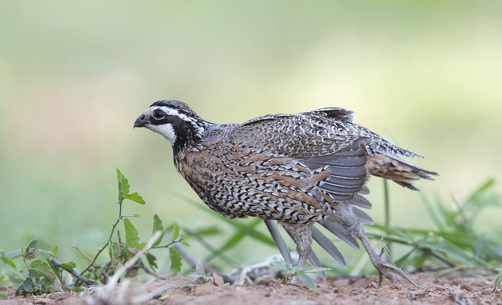 Northern Bobwhite - Виргинская американская куропатка