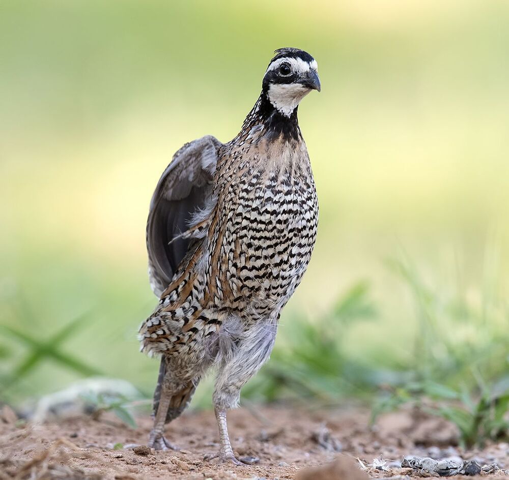 Northern Bobwhite - Виргинская американская куропатка