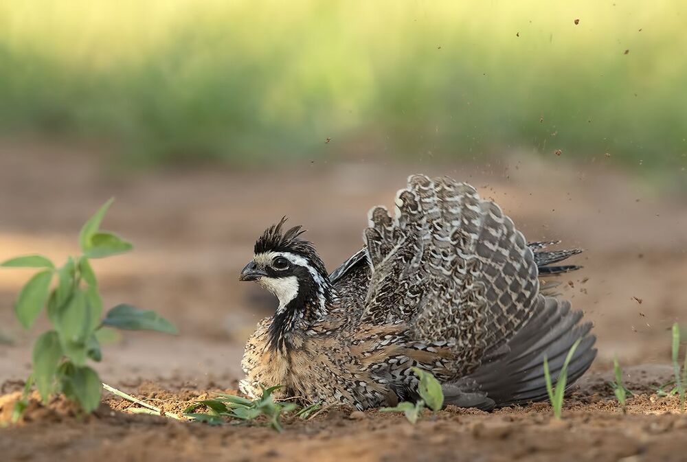 Northern Bobwhite - Виргинская американская куропатка