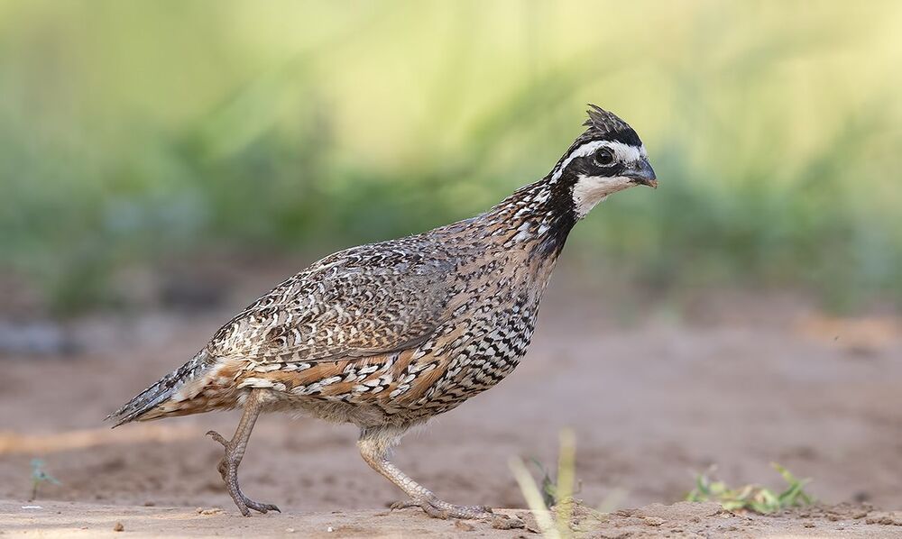 Northern Bobwhite - Виргинская американская куропатка