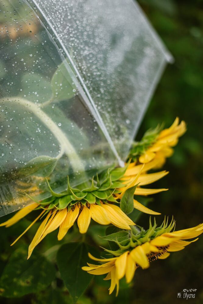 Летний дождик и подсолнухи