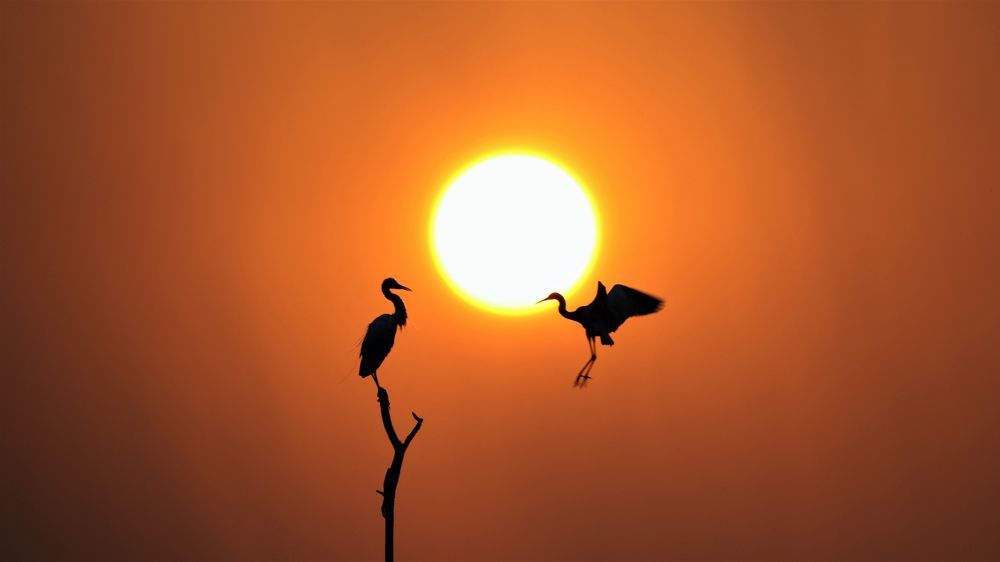 VIVEK JOSHI PHOTOGRAPHY