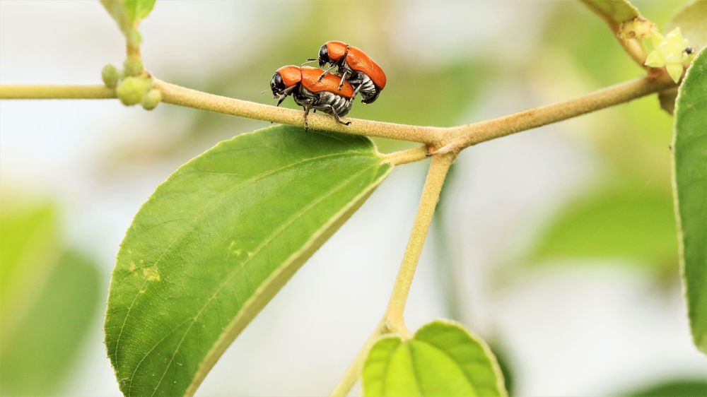 VIVEK JOSHI PHOTOGRAPHY